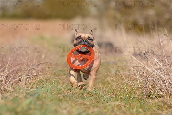 French Bulldog dog playing fetch with a flying disc toy