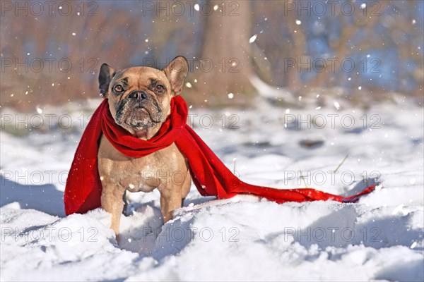 Cute French Bulldog dog wearing warm red winter scarf standing in snow in winter