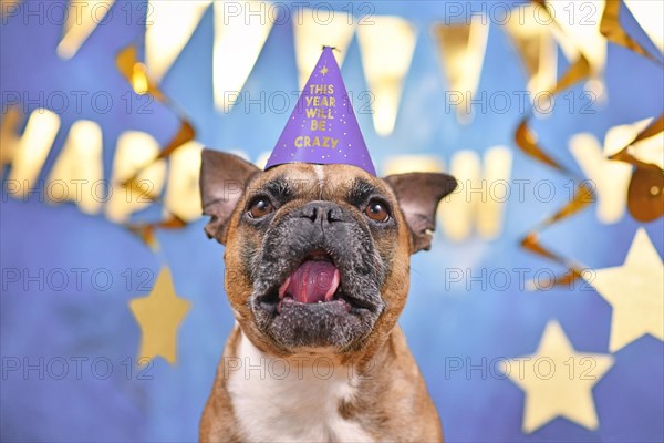 Funny French Bulldog dog wearing New Year's Eve part hat with text 'This year will be crazy' in front of blue background with golden garlands