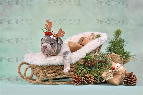 French Bulldog dog puppy in Christmas sleigh carriage surrounded by seasonal decoration in front of green wall