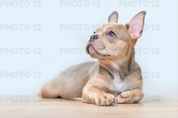 Sable French Bulldog dog puppy with healthy nose lying down