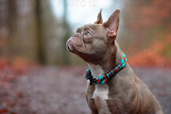 Lilac brindle female French Bulldog dog with light amber eyes wearing beautiful woven collar in front of blurry forest background