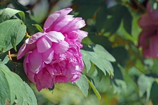 Pink Chinese peony flower in full bloom in early spring on blurry leaf background
