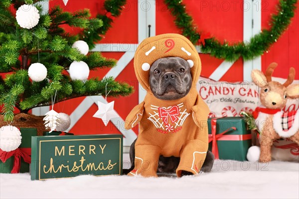 Funny dog Christmas costume. French Bulldog wearing gingerbread outfit with arms surrounded by festive decoration