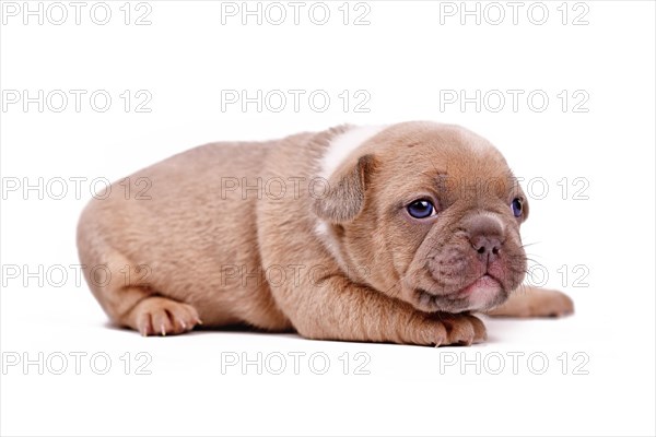 Red fawn colored French Bulldog dog puppy on white background