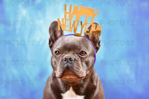 Cute French Bulldog dog wearing New Year's Eve party celebration headband with text 'Happy new year' in front of blue background