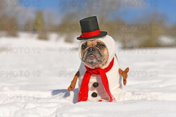 French Bulldog dog dressed up as snowman with funny full body suit costume with red scarf