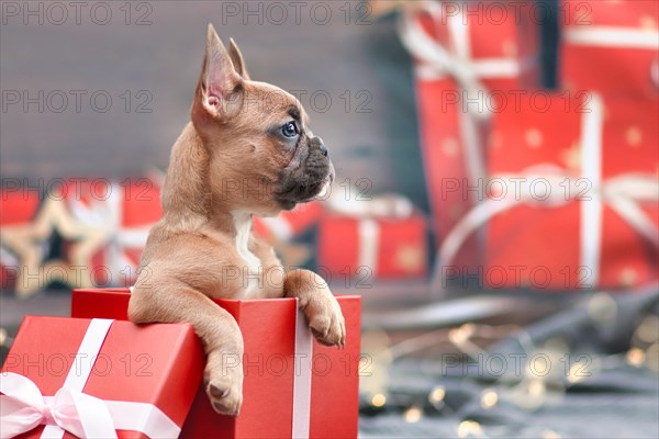 Cute French Bulldog dog puppy peeking out of red Christmas gift box with ribbon surrounded by seasonal decoration