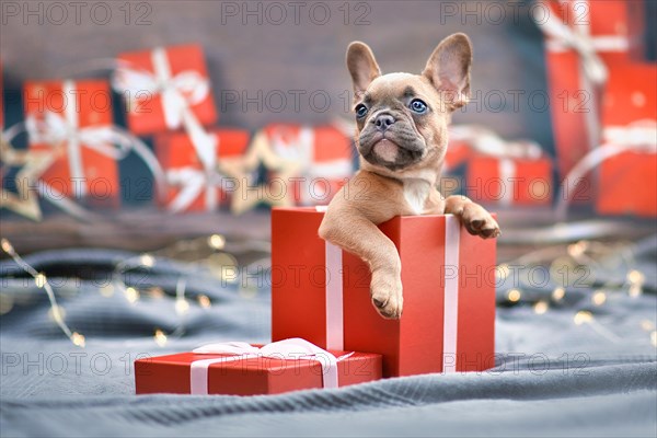 Cute French Bulldog dog puppy peeking out of red Christmas gift box with ribbon surrounded by seasonal decoration