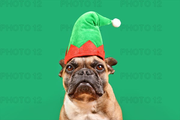 French Bulldog dog dressed up with Christmas elf costume hat in front of green background