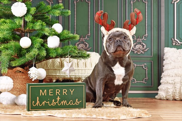 French Bulldog dog with reindeer costume antlers sitting next to Christmas tree