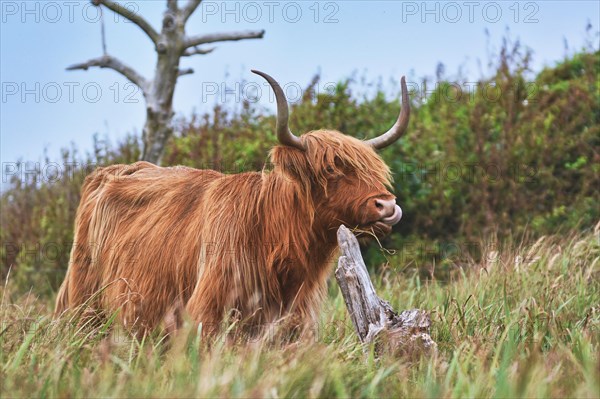 Wild beautiful Scottish Highland Cattle cow with brown long and scraggy fur and big horns in the dunes of island Texel in the Netherlands