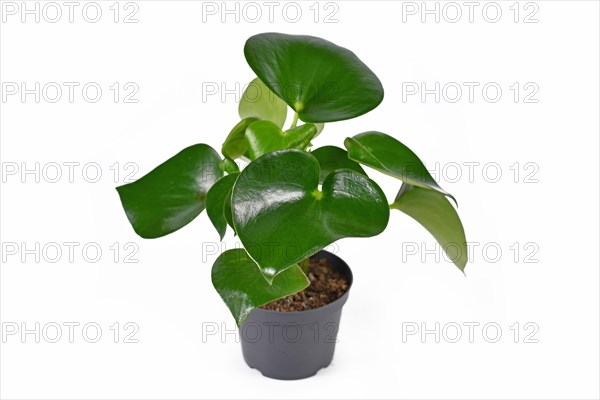 Tropical Peperomia Polybotrya houseplant with thick heart shaped leaves isolated on white background