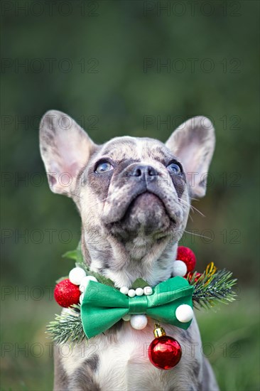 Small merle colored French Bulldog dog puppy wearing seasonal Christmas collar with green bow tie looking up on blurry background with copy space