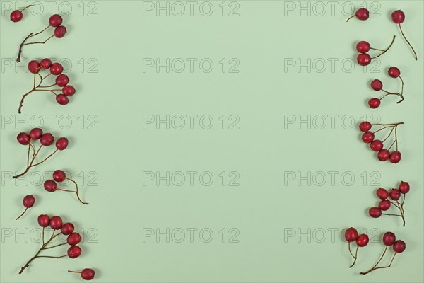 Winter flat lay with red berries on sides of light green background with empty copy space in middle