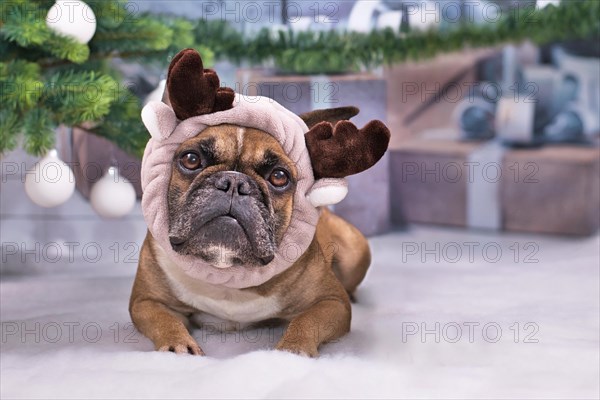 French Bulldog dog wearing cute reindeer antler headband lying down on white blanket in front of Christmas tree with gifts in blurry background