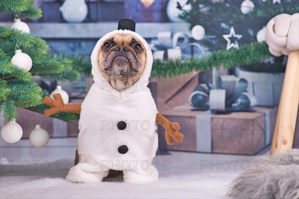 Funny French Bulldog dog wearing snowman winter costume with stick arms and top hat surrounded by Christmas tree and gift boxes in background