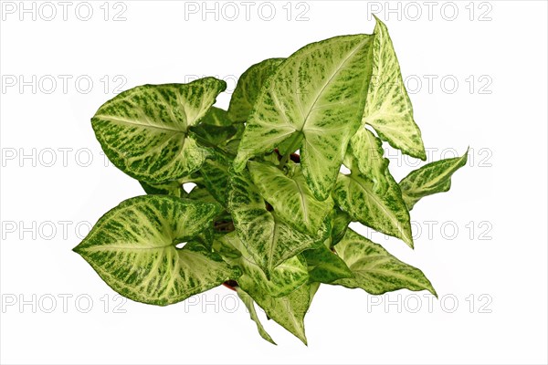 Top view of tropical 'Syngonium Podophyllum Arrow' houseplant isolated on white background