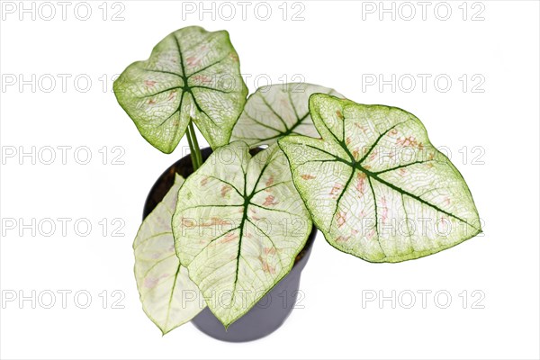 Exotic 'Caladium Bicolor Strawberry Star' houseplant with white leaves