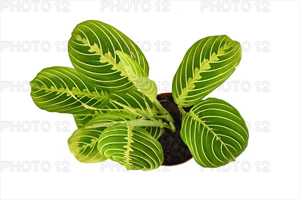 Top view of exotic 'Maranta Leuconeura Lemon Lime' houseplant in flower pot isolated on white background