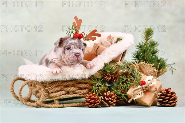 French Bulldog dog puppy in Christmas sleigh carriage surrounded by seasonal decoration in front of green wall