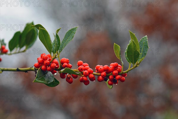 Branch of Aquifoliaceaev Ilex common Holly cultivar JC van Tol plant with red berries and falling raindrops