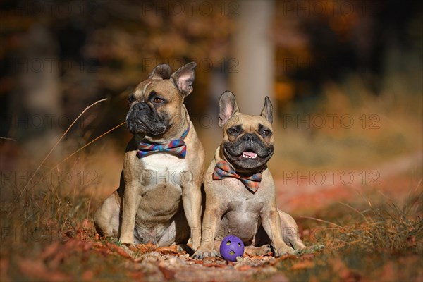 Pair of French Bulldog dogs sitting in seasonal forest with orange and brown fallen autumn leaves