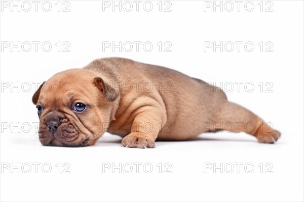 Crawling red fawn colored French Bulldog dog puppy on white background