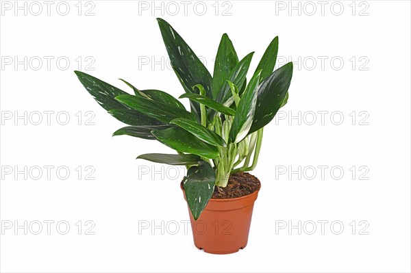 Exotic 'Monstera Standleyana' houseplant with white variagated leaves in pot on white background