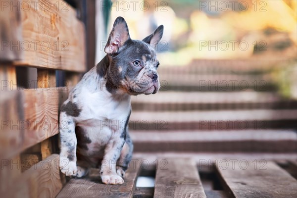 Blue merle tan French Bulldog dog sitting on wooden palette