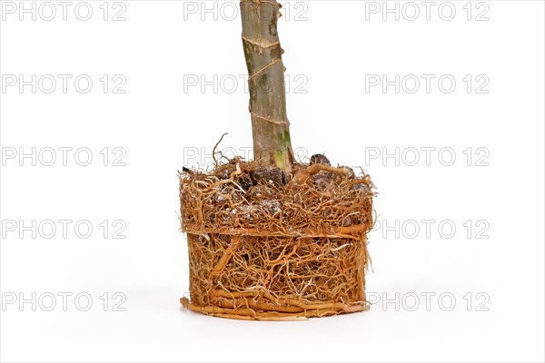 Very rootbound root ball of houseplant