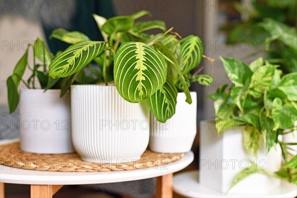 Exotic 'Maranta Leuconeura Lemon Lime' houseplant in flower pot on table