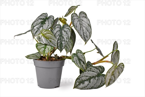 Exotic 'Philodendron Brandtianum' houseplant with silver pattern on leaves in flower pot on white background