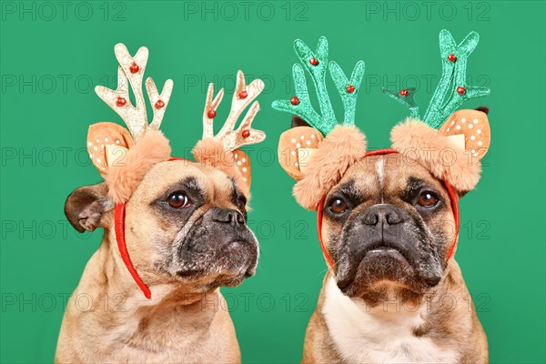 Pair of French Bulldog dogs wearing matching Christmas reindeer antlers in front of green background