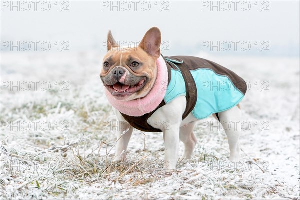 Red Pied French Bulldog dog wearing a warm winter coat and scarf while standing on grass covered in white frost in early winter