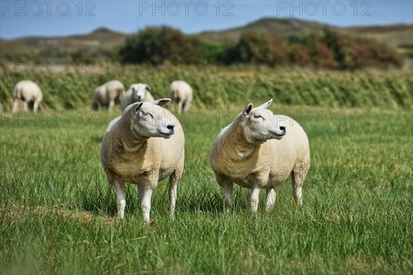 Two white Texel sheep