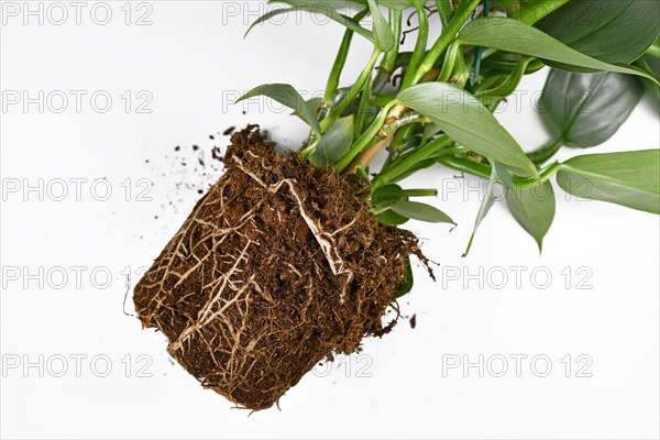 Repotting of plant showing roots in soil shaped like flower pot of exotic houseplant