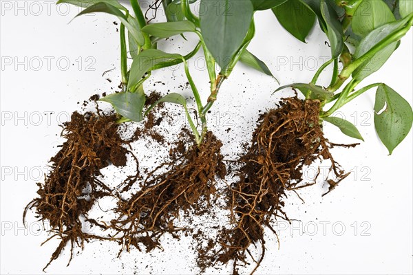 Roots of small exotic houseplants before repotting with expanded clay pellets cultivated in passive semi hydroponics on white background