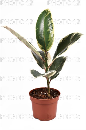 Tropical Tineke Variegata rubber tree