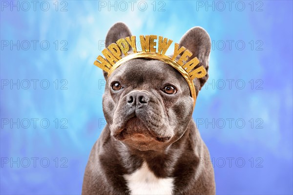 French Bulldog dog wearing New Year's Eve party celebration headband with text 'Happy new year' in front of blue background