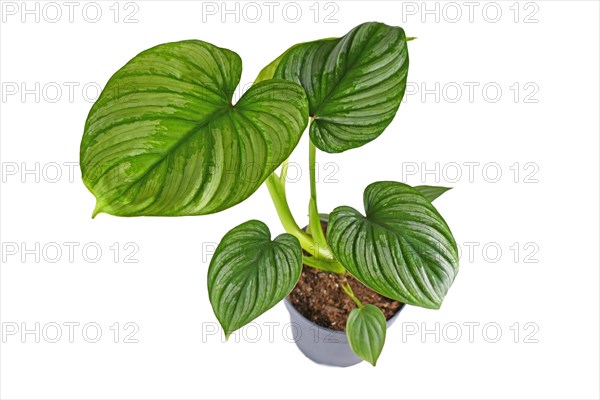 Tropical 'Philodendron Mamei' houseplant with with silver pattern in flower pot on white background