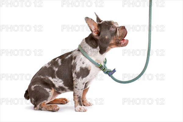 Merle tan French Bulldog dog wearing collar with rope retriever leash on white background