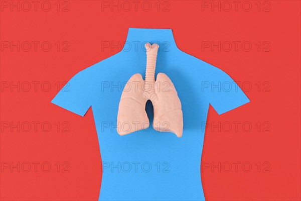 Lung organ model on blue person shaped silhouette