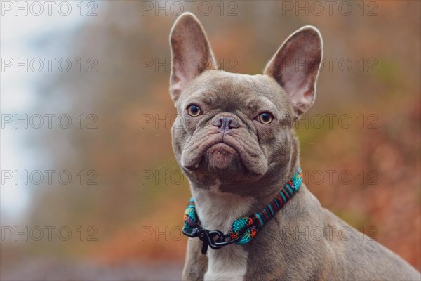 Portrait of diluted colored lilac brindle female French Bulldog dog with grayish fur color and light amber eyes wearing violet woven rope collar in front of blurry background