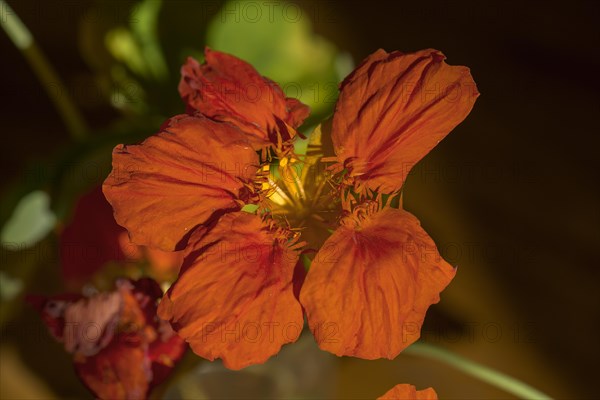 Flower of a small nasturtium