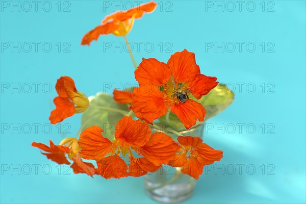 Small nasturtium