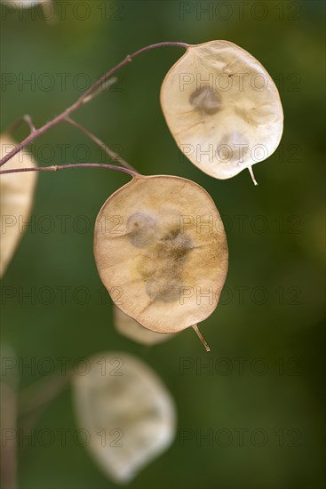 Seed leaf of annual honesty