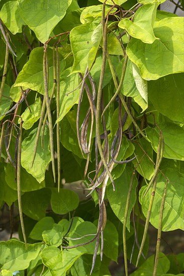 Southern catalpa