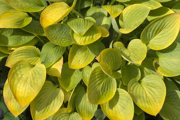 Autumn leaves of a hosta