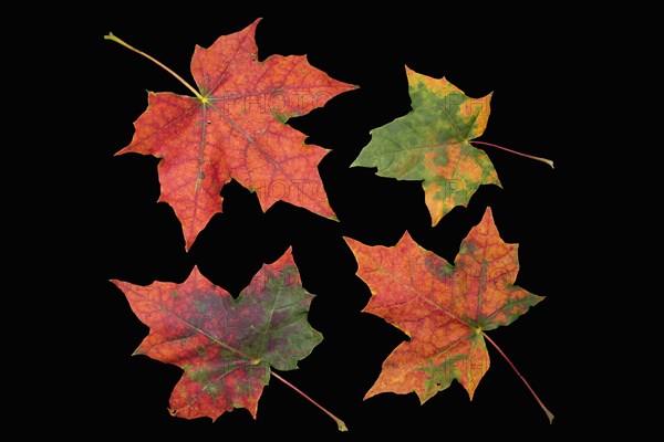 Colourful autumn leaves of maple